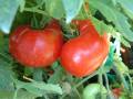 Tomato on bush_2